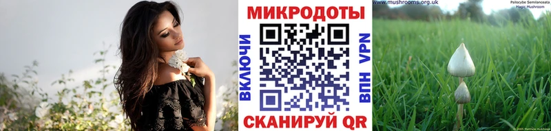 сайты даркнета состав Новая Ладога Псилоцибиновые грибы Cubensis OMG ссылка